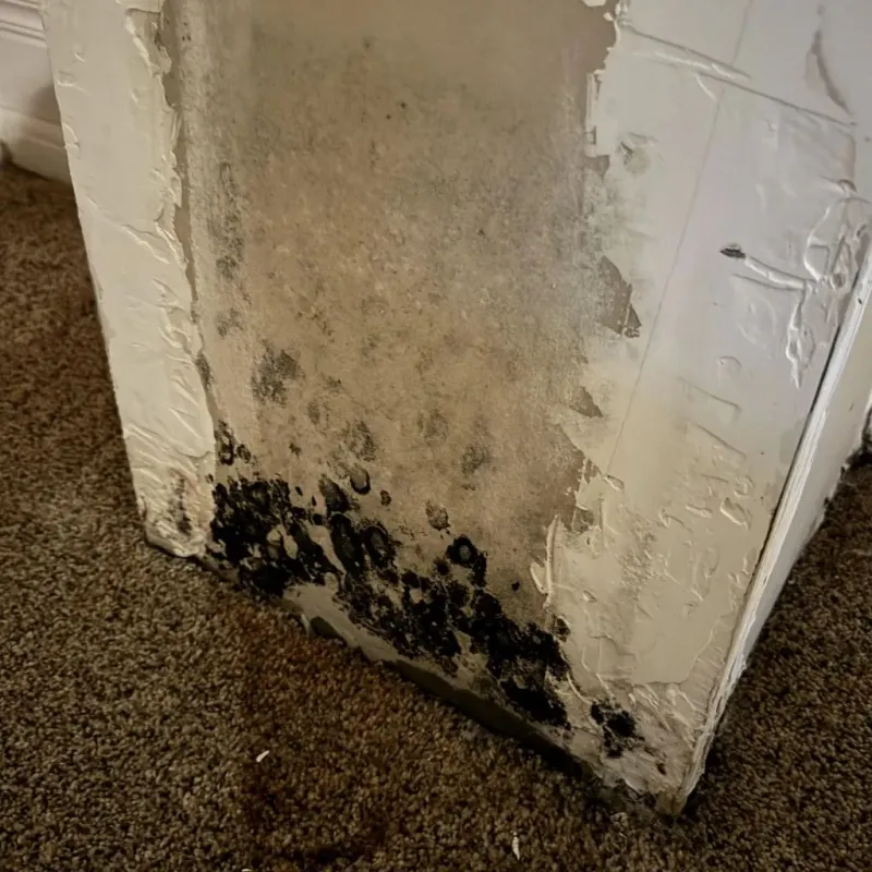 Professional Mold Removal in Goreville, IL